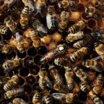 Waldimkerei Bienen